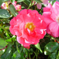 Pink Flower Carpet Rose Flower Close Up