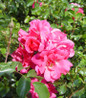 Pink Flower Carpet Groundcover Rose flower close up