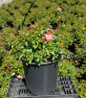 Pink Flower Carpet Groundcover Rose in pot