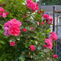 Pink flower carpet rose customer photo