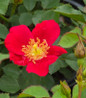 Red Flower Carpet Rose flower clusters close up