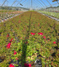 Red Flower Carpet Rose #2 nursery pot
