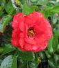 Scarlet Flower Carpet Groundcover Rose red wet flower close up