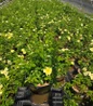 Yellow Flower Carpet Groundcover Rose #2 nursery pot