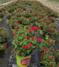 Petite Knock Out® Minature Rose in pot