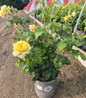 Romantica® Moonlight Hybrid Tea Rose in pot