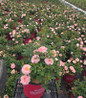 Easy Elegance® Calypso Rose #3 container plant