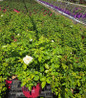 Champagne Wishes Shrub Rose #2 pot
