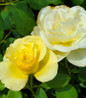 High Voltage Shrub Rose bright yellow blooms