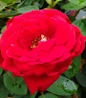 Kashmir Rose close velvet flowers
