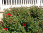 Rose glossy green foliage