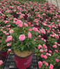Easy Elegance® Pinktopia Rose #2 container plant