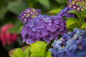 Endless Summer Summer Crush Hydrangea with Neon Purple Flowers