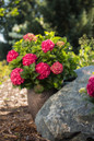 Endless Summer Summer Crush Hydrangea with Raspberry Red Blooms In Pot