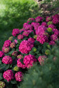 Endless Summer Summer Crush Hydrangea with Raspberry Red Flowers