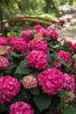 Endless Summer Summer Crush Hydrangea with Raspberry Red Blooms Up Close