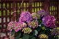 Endless Summer Summer Crush Hydrangea with Neon Purple Blooms on Bush