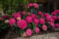 Endless Summer Summer Crush Hydrangea with Raspberry Red Blooms in Landscaping