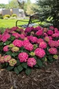 Endless Summer Summer Crush Hydrangea with Raspberry Red Flowers on Bush