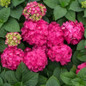 Endless Summer Summer Crush Hydrangea with Raspberry Red Blooms