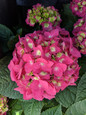 Endless Summer Summer Crush Hydrangea Red Flowers