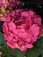 Endless Summer Summer Crush Hydrangea Red Blooms