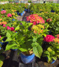 Endless Summer® Summer Crush® Bigleaf Hydrangea in pot