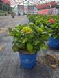 Endless Summer Summer Crush Hydrangea in #2 pot