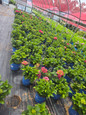 Endless Summer Summer Crush Hydrangea in nursery