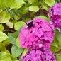 Even sleepy bumblebees love Endless Summer Summer Crush hydrangeas