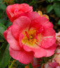 Easy Elegance® Sunrise Sunset Rose apricot pink blooms