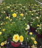 Yellow Submarine Shrub Rose in pot