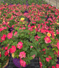 Campfire Rose #3 container plant