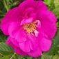 Lotty's Love Rose purple bloom close-up