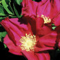 Rugosa Rose Flowers Close Up