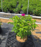 Rugosa Rose nursery container plant