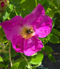 Rugosa Rose pink flower