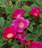 Rugosa Rose fragrant pink blooms
