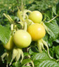 Rugosa Rose green foliage