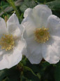 Alba Rugosa Rose Blooms in the Sunlight