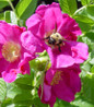 Purple Pavement Rose flowers close-up