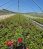 Blaze Climbing Rose #3 nursery pot