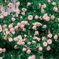 New Dawn Climbing Rose Covered in Flowers