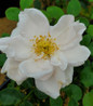 New Dawn Climbing Rose blooming