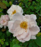 New Dawn Climbing Rose soft pink blooms