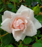 New Dawn Climbing Rose close double flowers