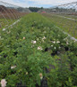 New Dawn Climbing Rose #3 container plant