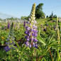 Gallery Blue Lupine purple flower spikes