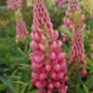Gallery Pink Lupine Blooming