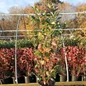 Brilliantissima Red Chokeberry Crop